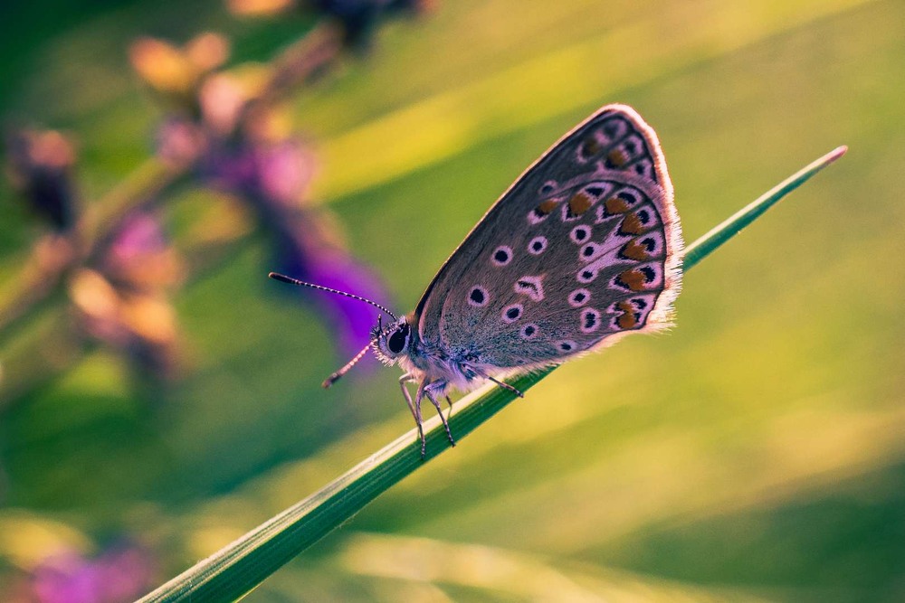Фотографія Макро / Олександр Катков / photographers.ua