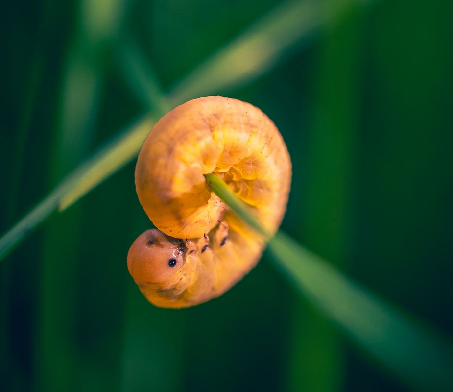 Фотографія Макро / Олександр Катков / photographers.ua