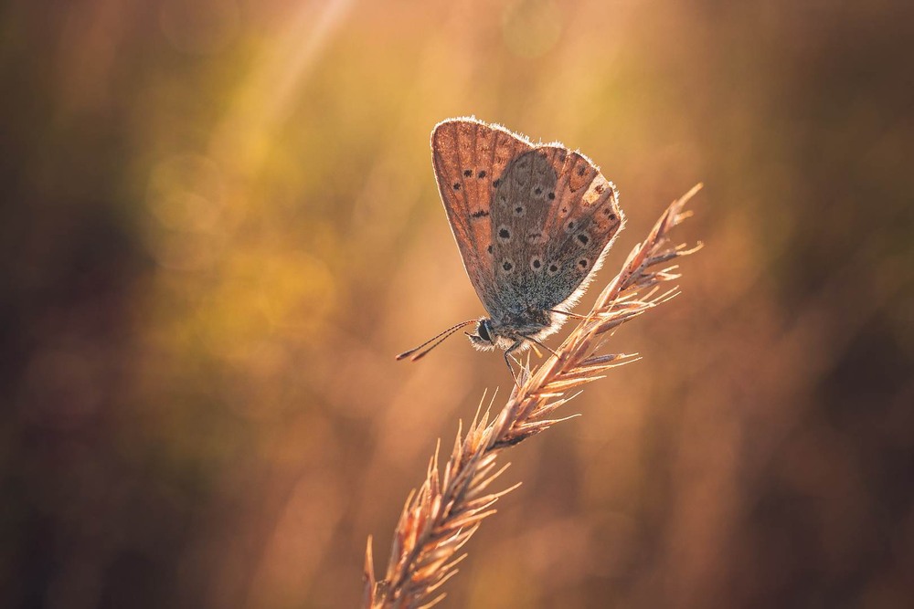 Фотографія Макро / Олександр Катков / photographers.ua