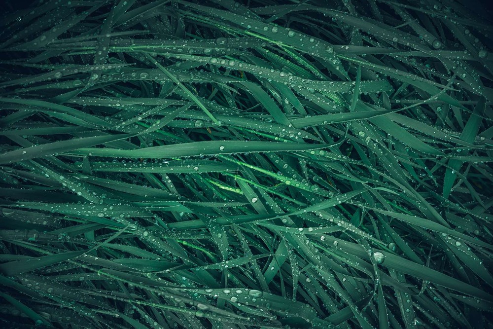 Фотографія Макро / Олександр Катков / photographers.ua