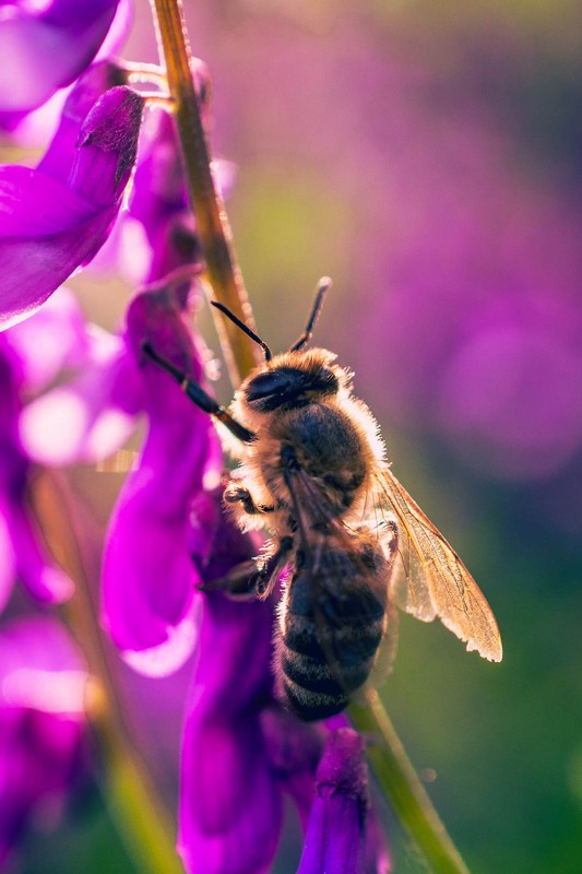 Фотографія Макро / Олександр Катков / photographers.ua