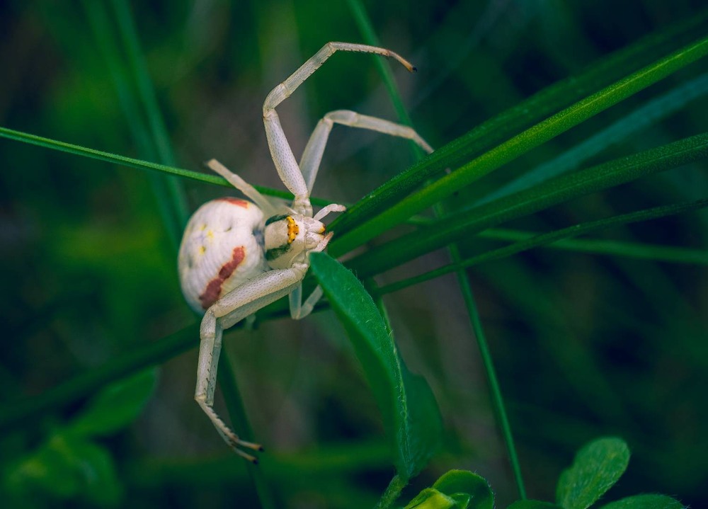 Фотографія Макро / Олександр Катков / photographers.ua