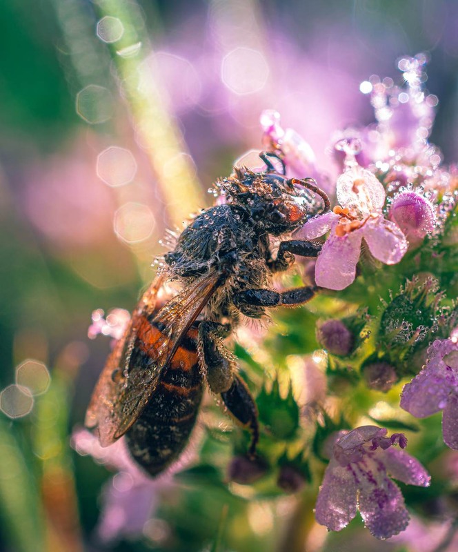 Фотографія Макро / Олександр Катков / photographers.ua