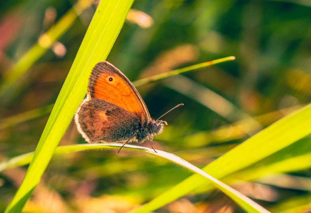 Фотографія Макро / Олександр Катков / photographers.ua