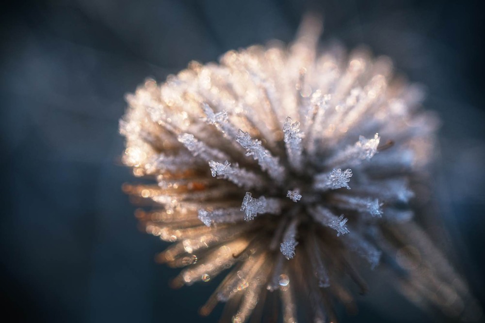 Фотографія Макро / Олександр Катков / photographers.ua