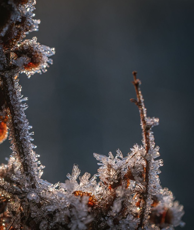 Фотографія Макро / Олександр Катков / photographers.ua