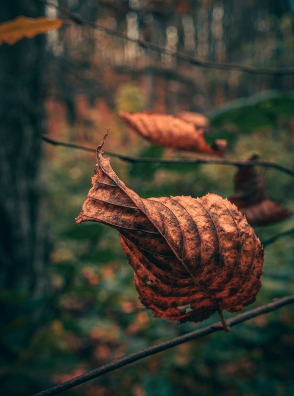 Фотографія Макро / Олександр Катков / photographers.ua