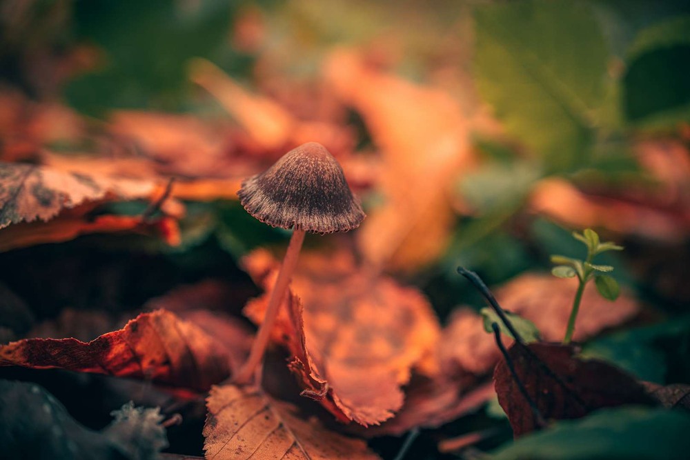 Фотографія Макро / Олександр Катков / photographers.ua