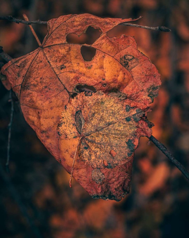 Фотографія Макро / Олександр Катков / photographers.ua