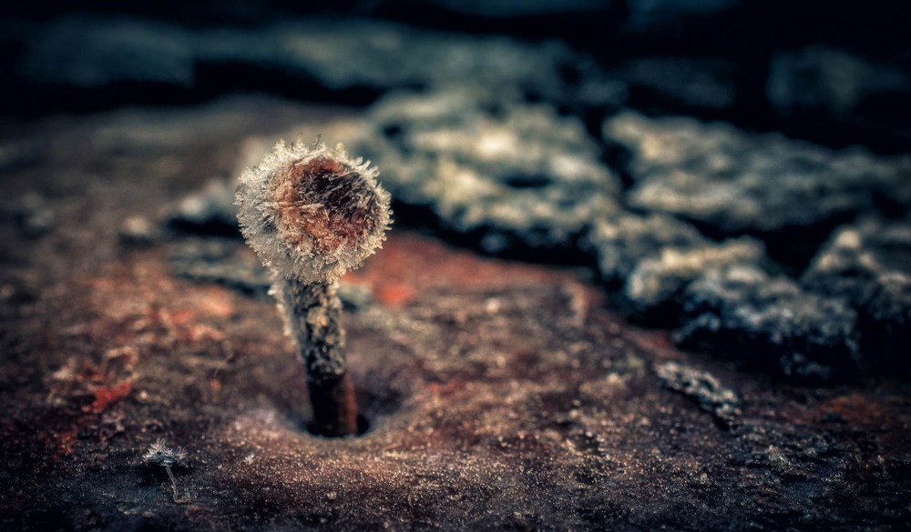 Фотографія Макро / Олександр Катков / photographers.ua