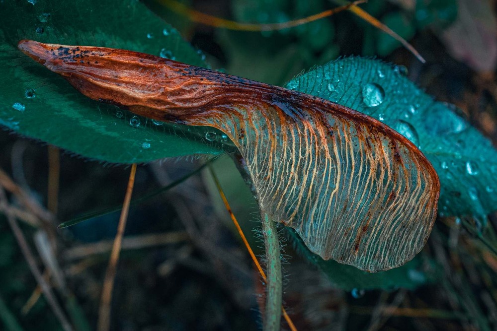 Фотографія Макро / Олександр Катков / photographers.ua