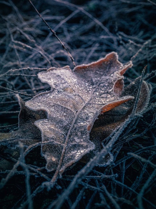 Фотографія Макро / Олександр Катков / photographers.ua