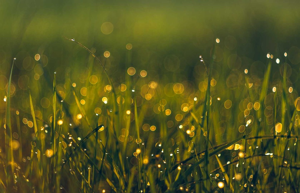 Фотографія Макро / Олександр Катков / photographers.ua