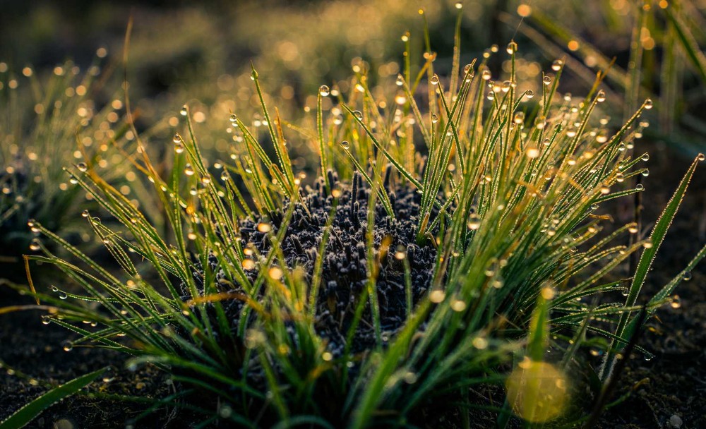 Фотографія Макро / Олександр Катков / photographers.ua