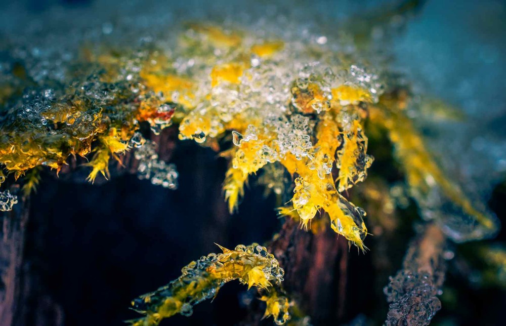 Фотографія Макро / Олександр Катков / photographers.ua