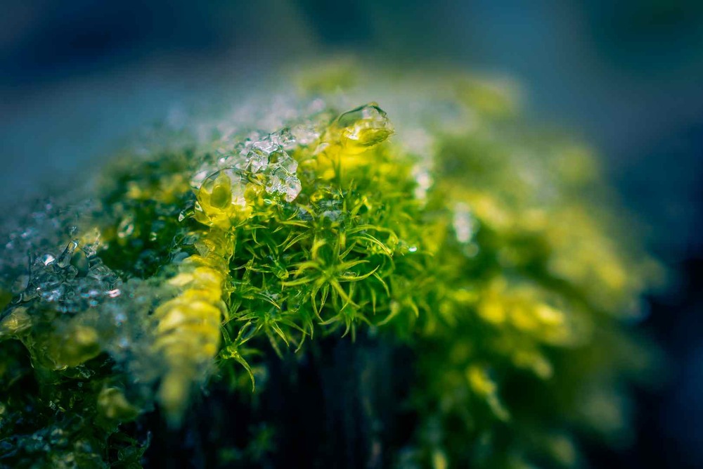 Фотографія Макро / Олександр Катков / photographers.ua