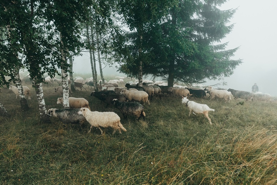 Фотографія Карпатські вівці / Kris Weber / photographers.ua