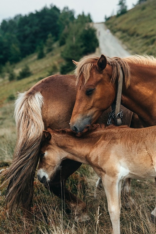 Фотографія Коняче сімейство (відпочивають) / Kris Weber / photographers.ua