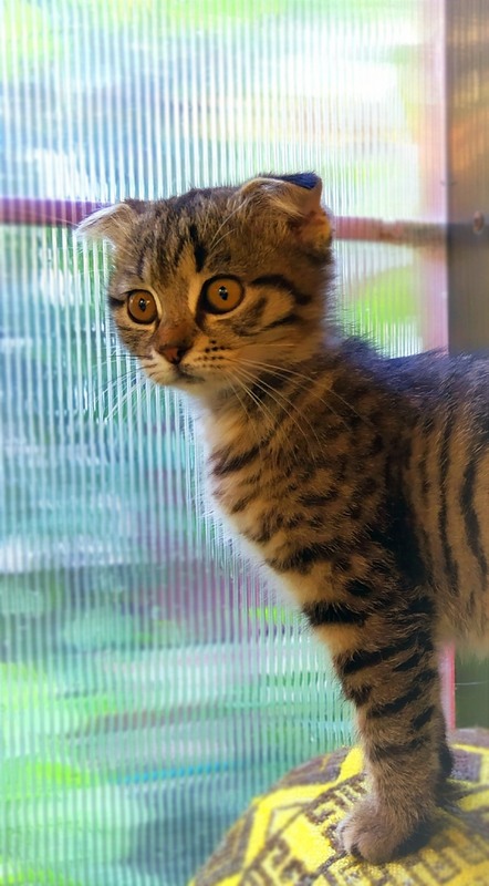 Фотографія Орися в юному віці / Olena Kapishinsky / photographers.ua