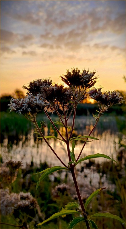 Фотографія Вечірня позолота / Olena Kapishinsky / photographers.ua