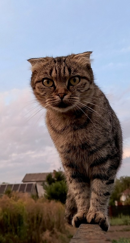 Фотографія Привіт, Котики! Як ваші справи? / Olena Kapishinsky / photographers.ua