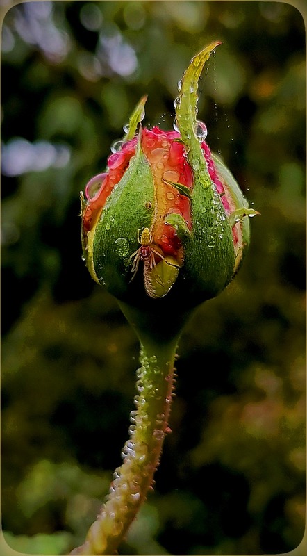 Фотографія Пізній бутон / Olena Kapishinsky / photographers.ua