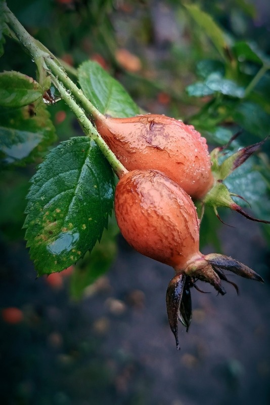 Фотографія Осінній мотив / Olena Kapishinsky / photographers.ua