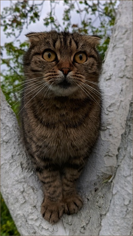 Фотографія На троні / Olena Kapishinsky / photographers.ua