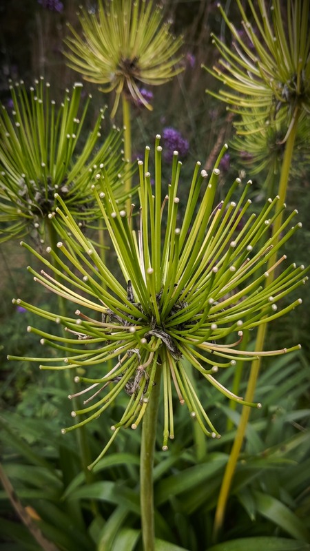 Фотографія Разное / Olena Kapishinsky / photographers.ua