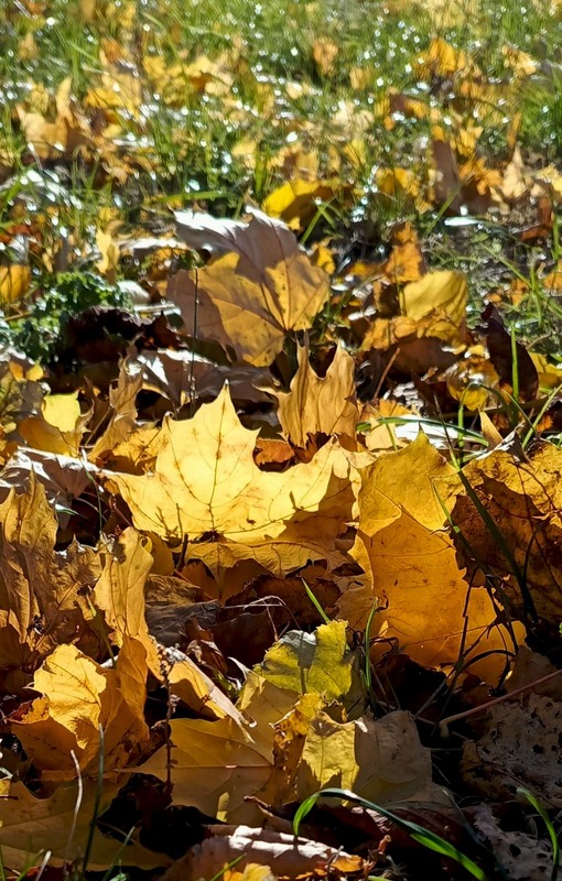 Фотографія Сонце листом опадає / Olena Kapishinsky / photographers.ua