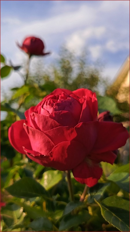 Фотографія Краса поряд з нами / Olena Kapishinsky / photographers.ua