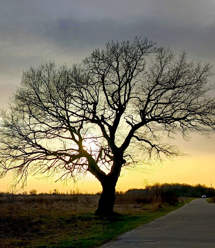 Фотографія Стоїть дуб при дорозі / Olena Kapishinsky / photographers.ua