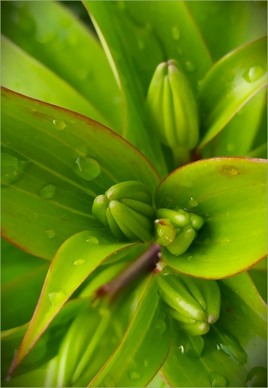 Фотографія Народження лілій / Olena Kapishinsky / photographers.ua