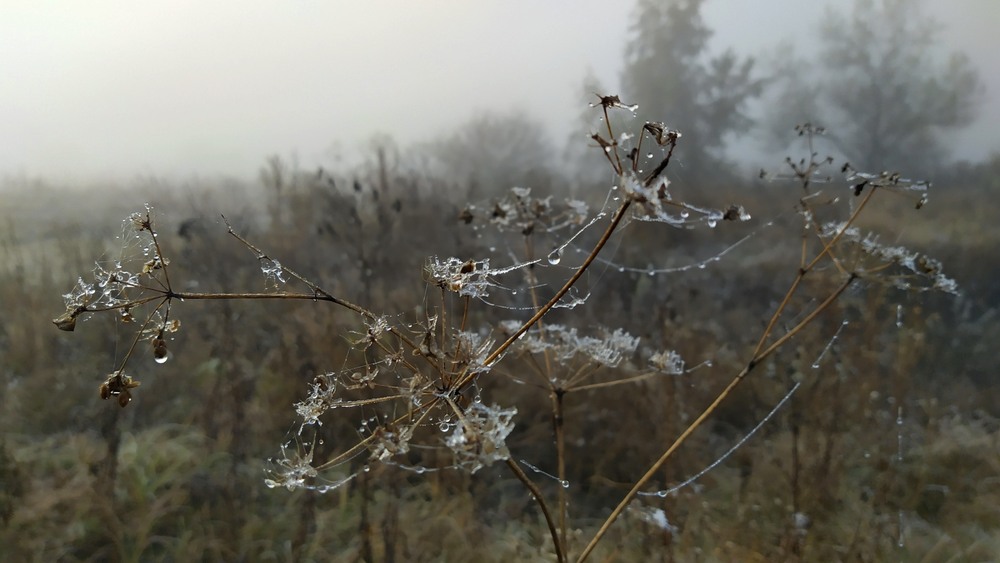 Фотографія Пізня осінь / Olena Kapishinsky / photographers.ua