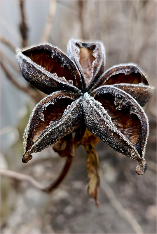 Фотографія Квітка зими / Olena Kapishinsky / photographers.ua