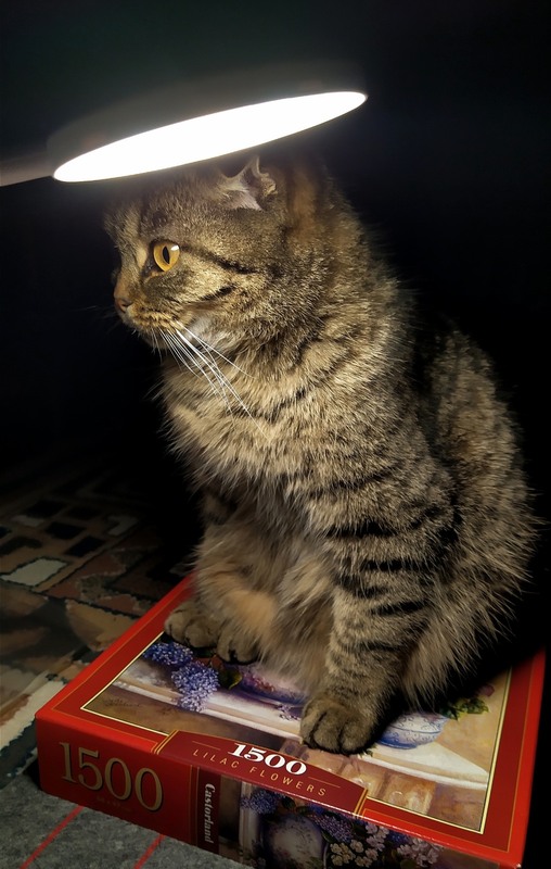 Фотографія Підсіла на пазли / Olena Kapishinsky / photographers.ua