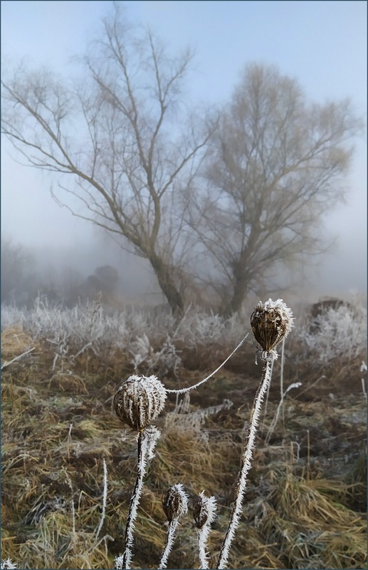 Фотографія Туман і мороз / Olena Kapishinsky / photographers.ua