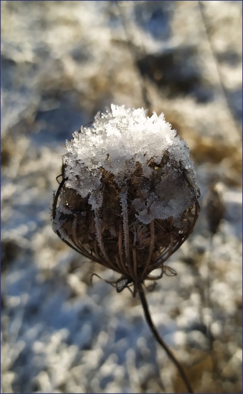 Фотографія Квіти зими / Olena Kapishinsky / photographers.ua
