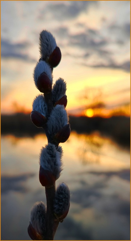 Фотографія Розпушились котики / Olena Kapishinsky / photographers.ua