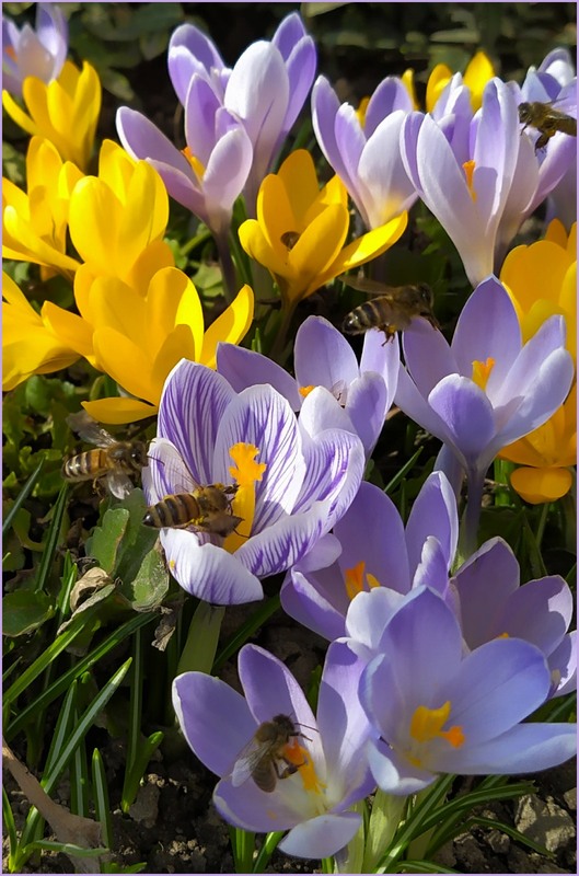 Фотографія Весняний настрій / Olena Kapishinsky / photographers.ua