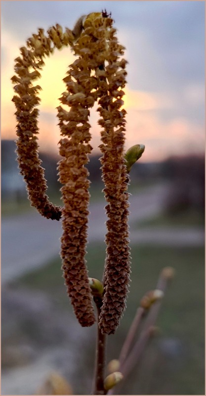 Фотографія Ліщина / Olena Kapishinsky / photographers.ua