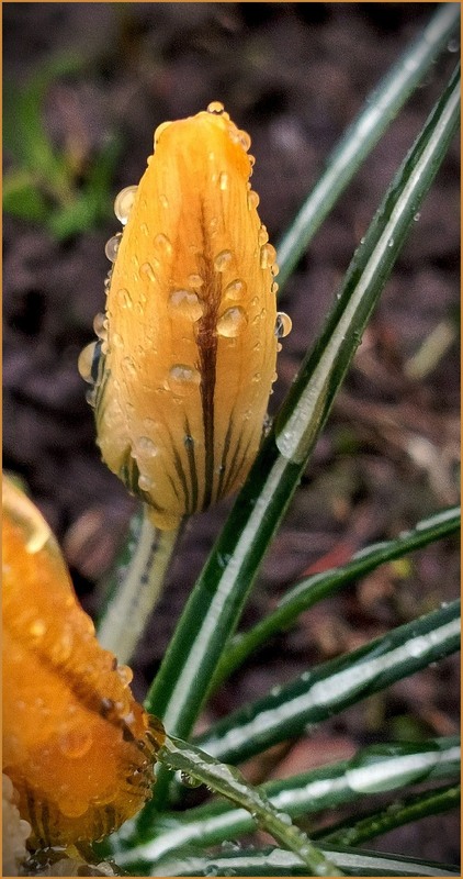 Фотографія Вечірні сльози / Olena Kapishinsky / photographers.ua