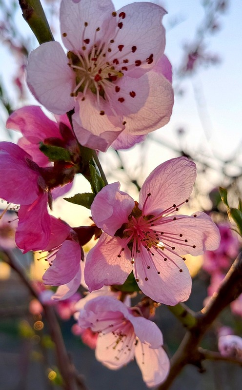 Фотографія Ніжний цвіт / Olena Kapishinsky / photographers.ua