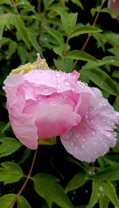 Фотографія Після дощу / Olena Kapishinsky / photographers.ua