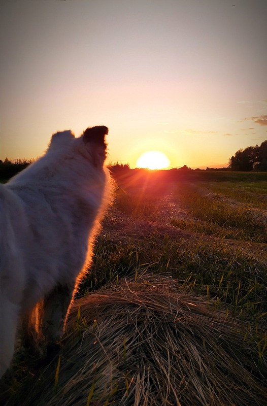 Фотографія Сонце сідає / Olena Kapishinsky / photographers.ua