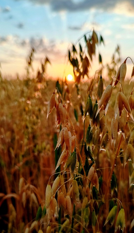 Фотографія Після літнього дощу / Olena Kapishinsky / photographers.ua