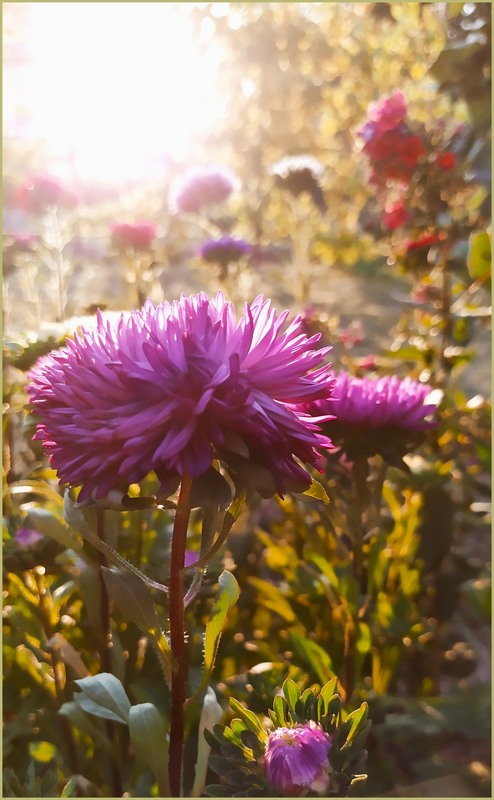 Фотографія Серпневий мотив з айстрами / Olena Kapishinsky / photographers.ua