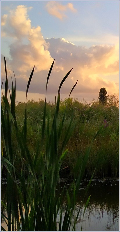 Фотографія В очеретах / Olena Kapishinsky / photographers.ua