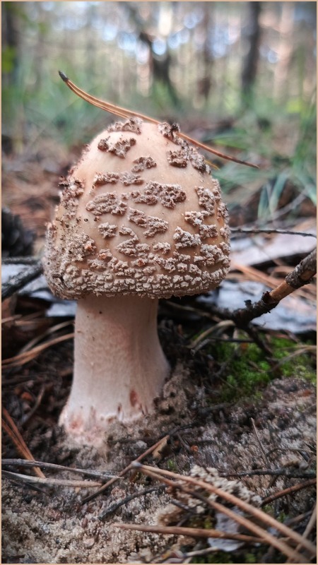 Фотографія Разное / Olena Kapishinsky / photographers.ua