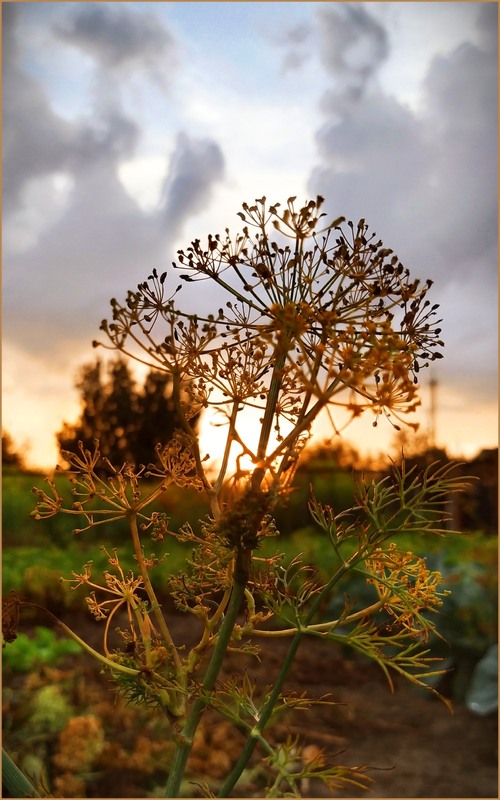 Фотографія Цвітіння кропу на заході сонця / Olena Kapishinsky / photographers.ua